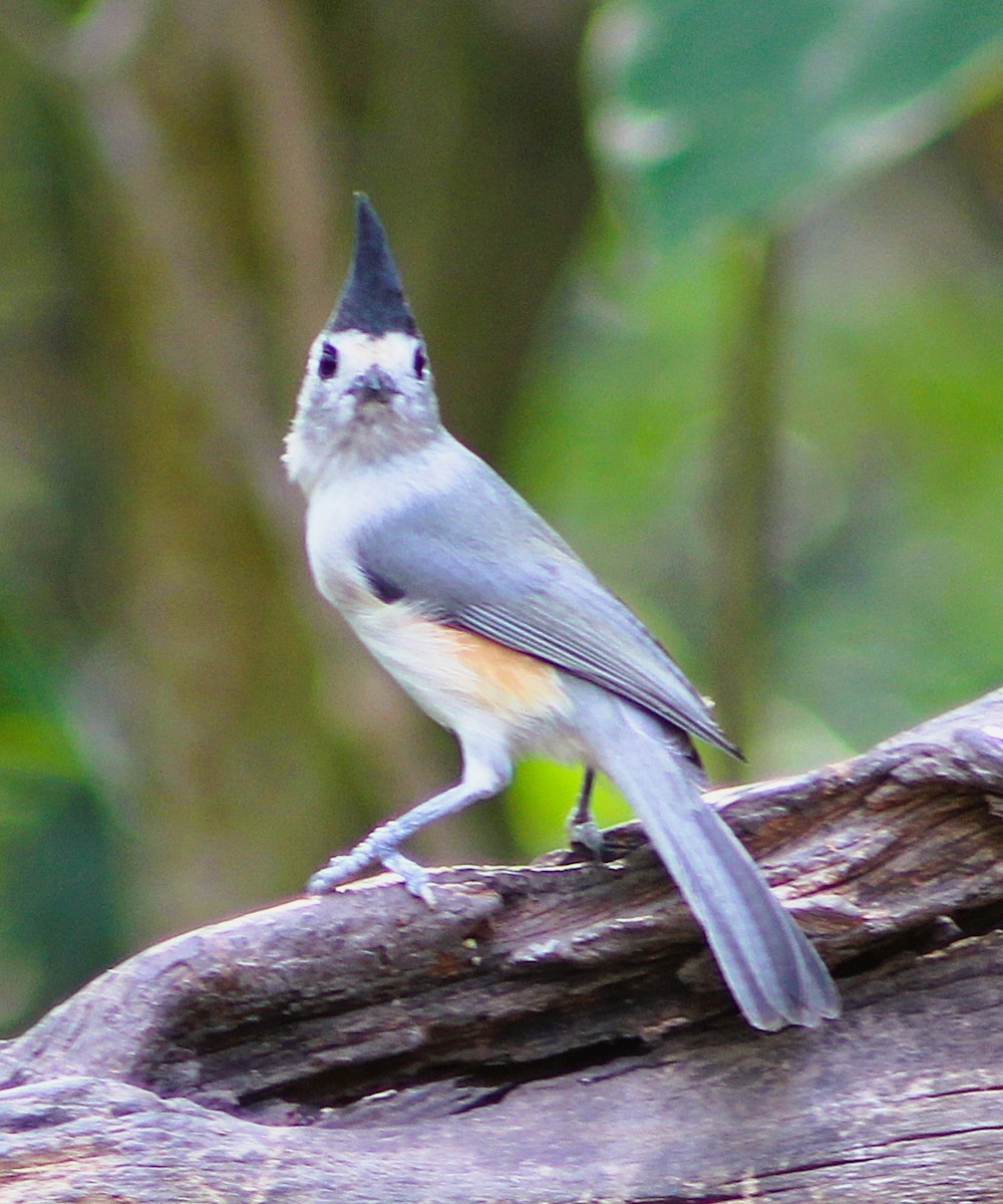 Black-crested Titmouse - ML646457495