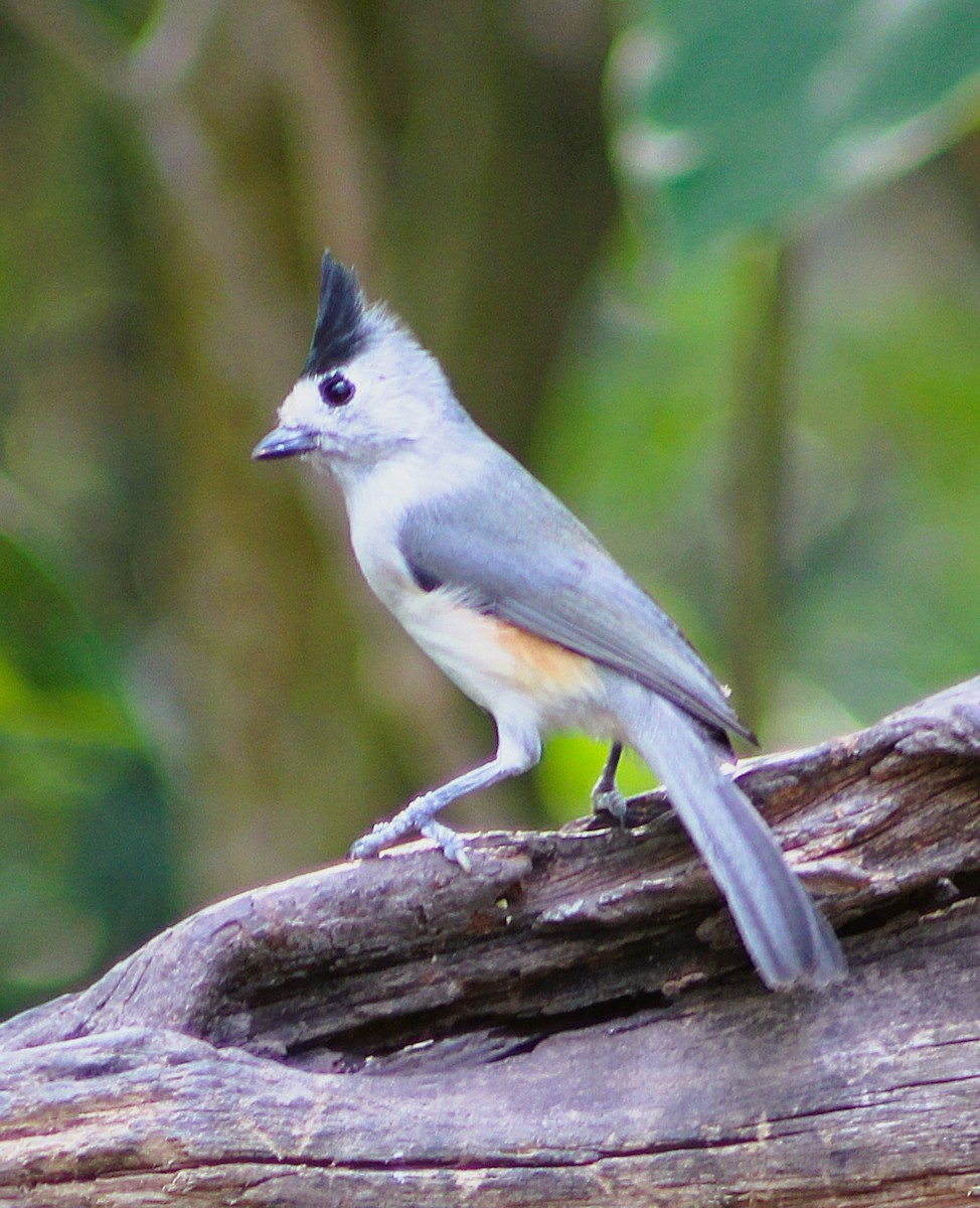 Black-crested Titmouse - ML646457496