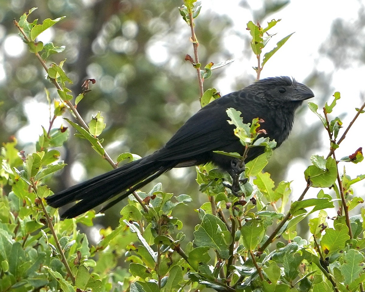 Oluk Gagalı Ani - ML646457499