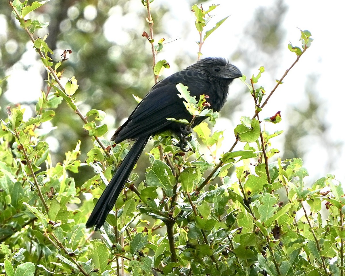 Oluk Gagalı Ani - ML646457500