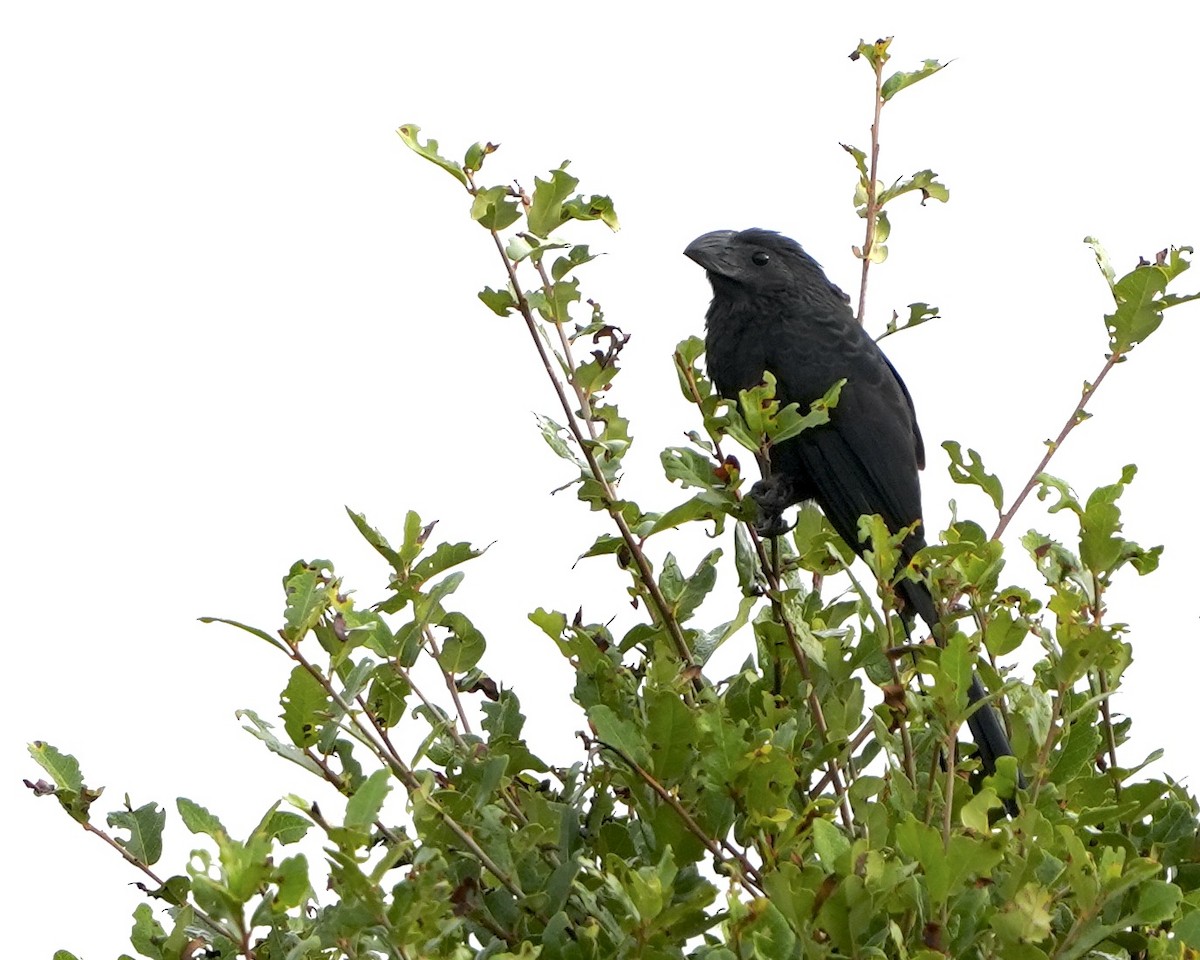 Oluk Gagalı Ani - ML646457502