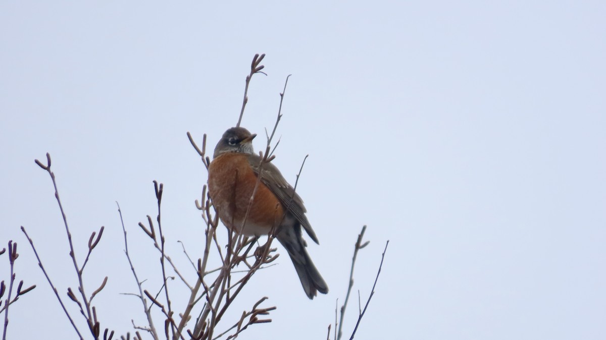 American Robin - ML646457504
