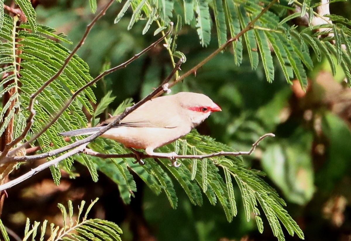Black-rumped Waxbill - ML646457505