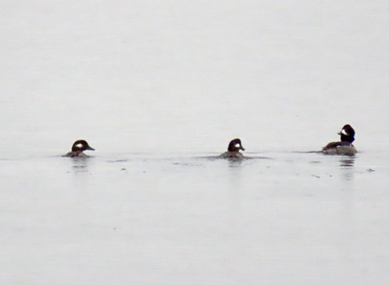 Bufflehead - ML646457506