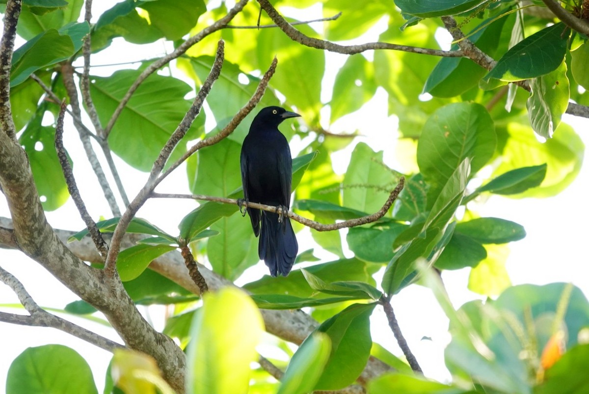 Greater Antillean Grackle - ML646457507