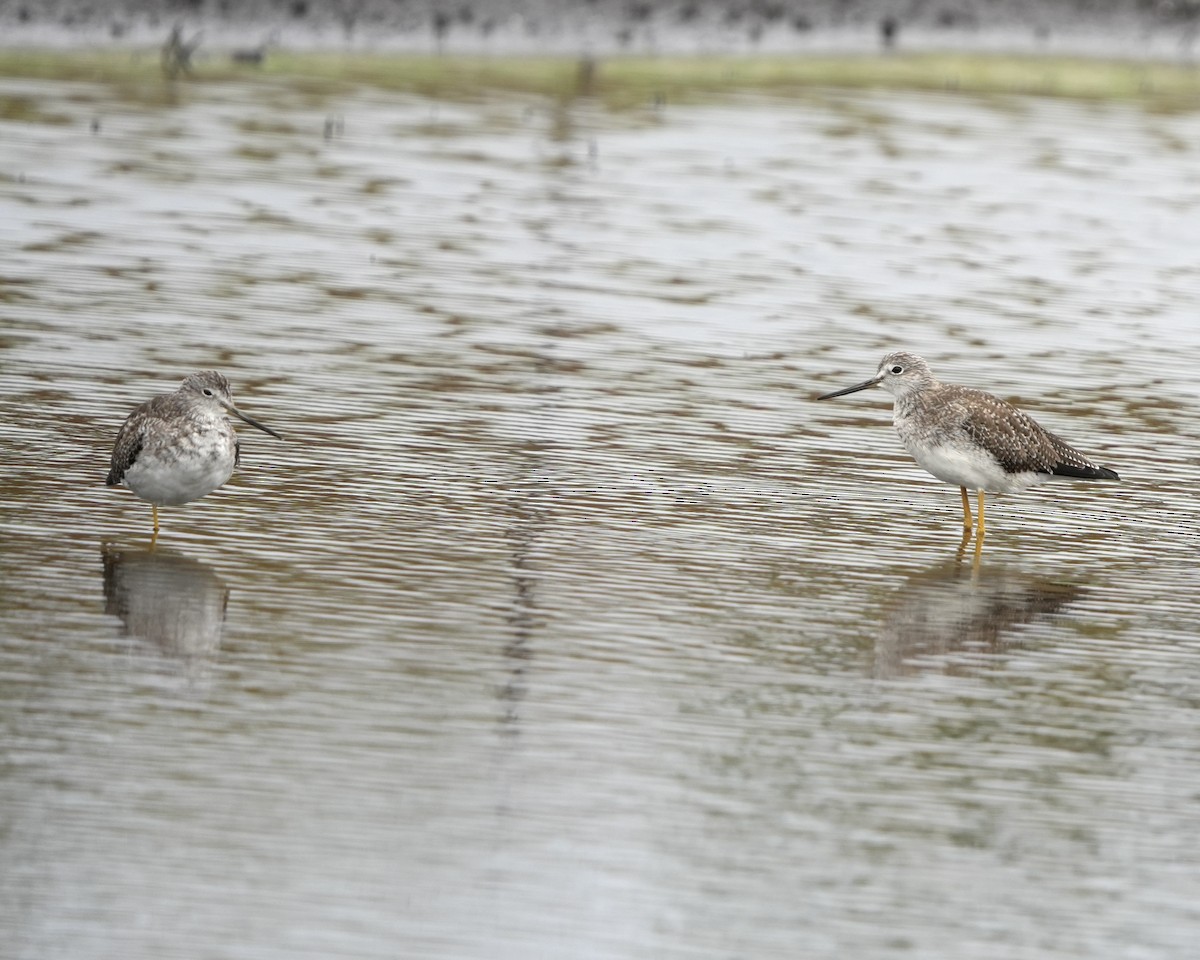 Greater Yellowlegs - ML646457508