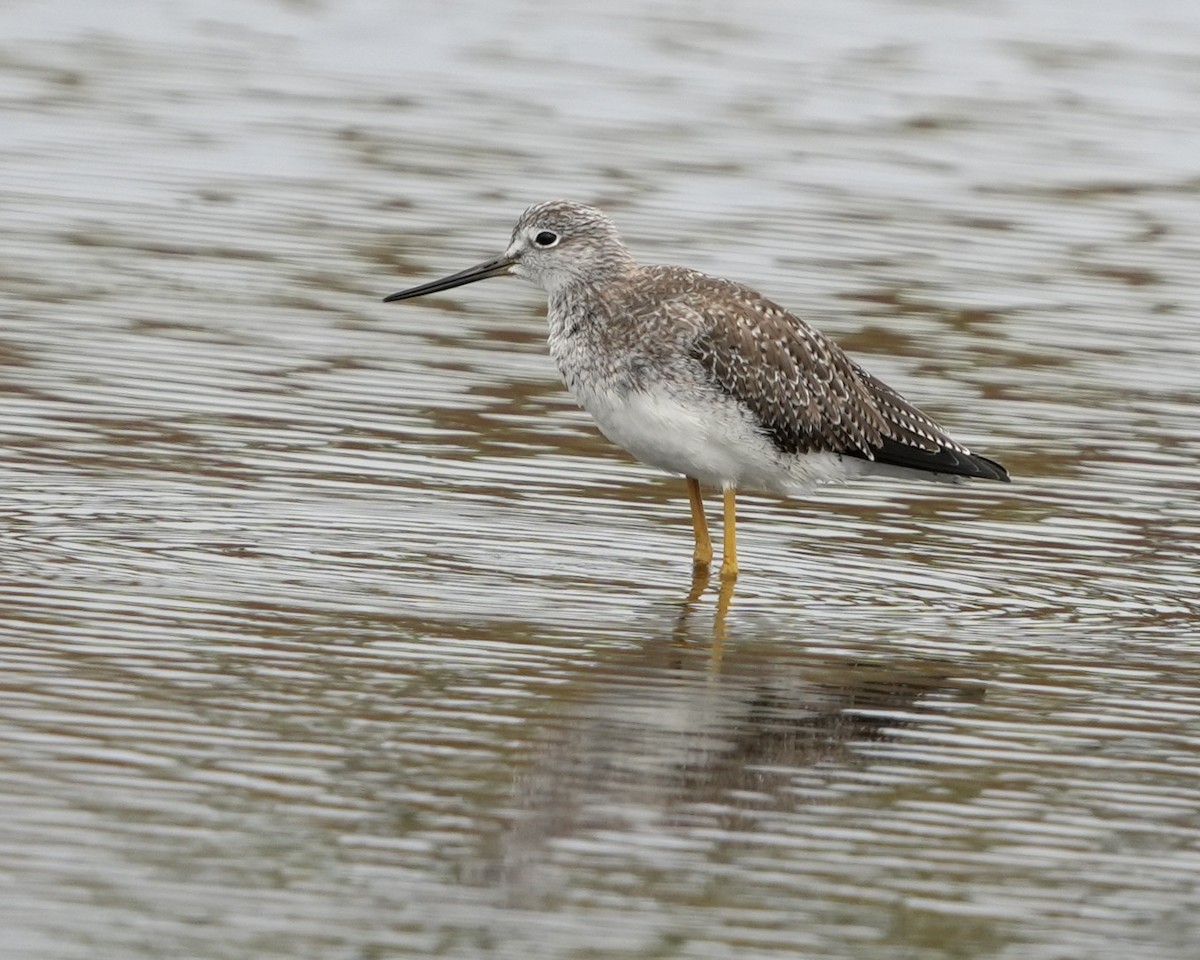 Greater Yellowlegs - ML646457509
