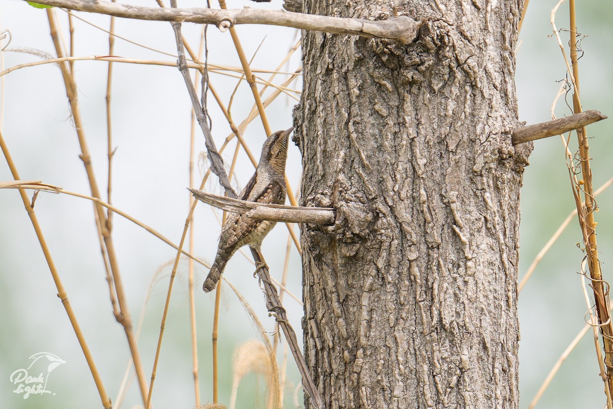 krutihlav obecný - ML646457511