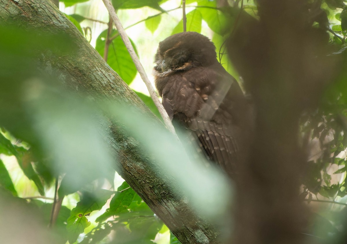 Tawny-browed Owl - ML646457512