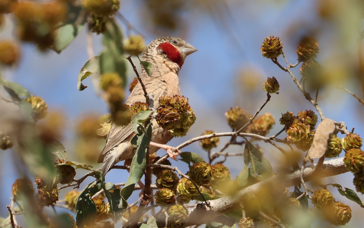 Cut-throat - ML646457514