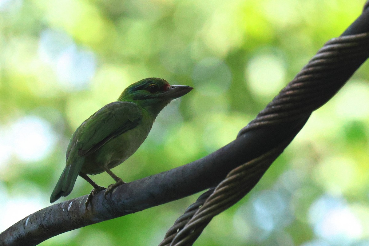 Moustached Barbet - ML646457515