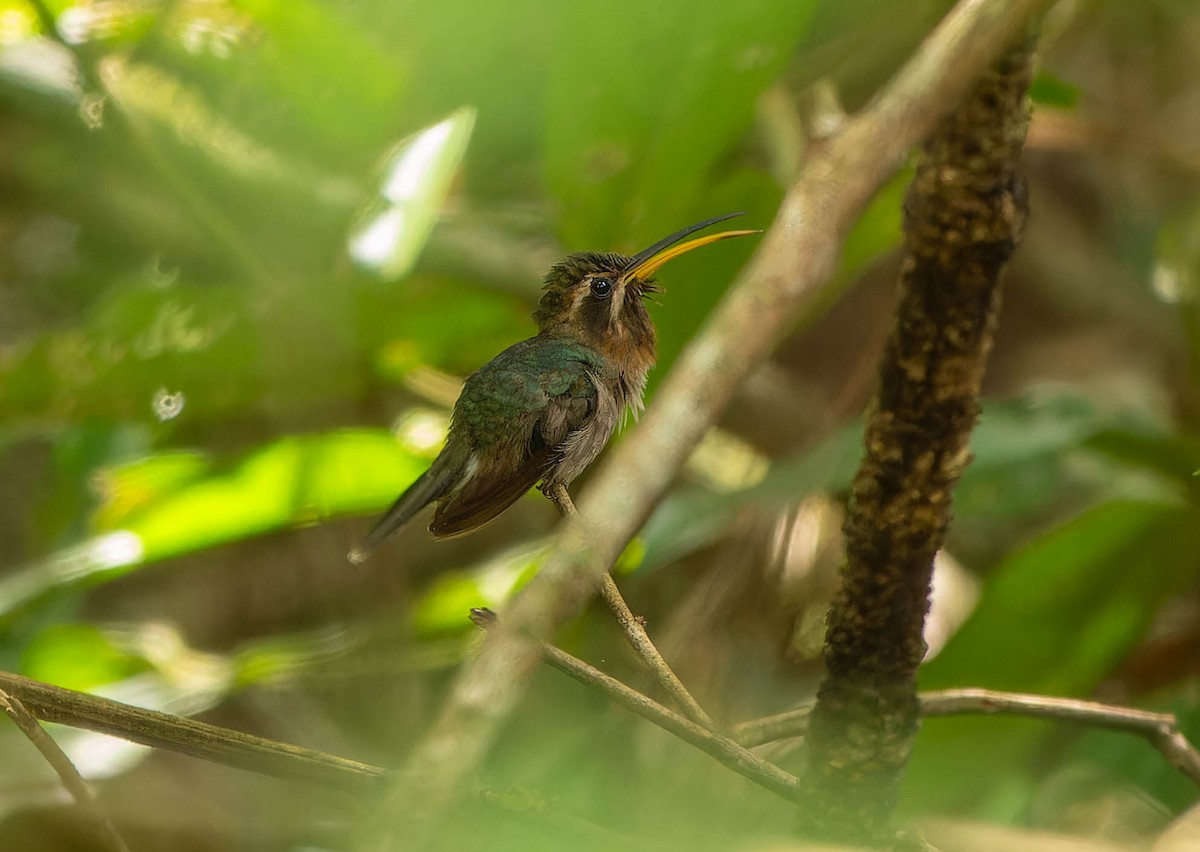 Minute Hermit - ML646457516