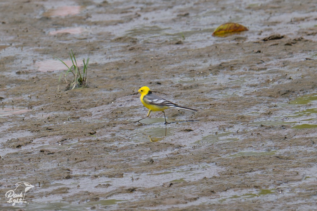 Citrine Wagtail - ML646457517