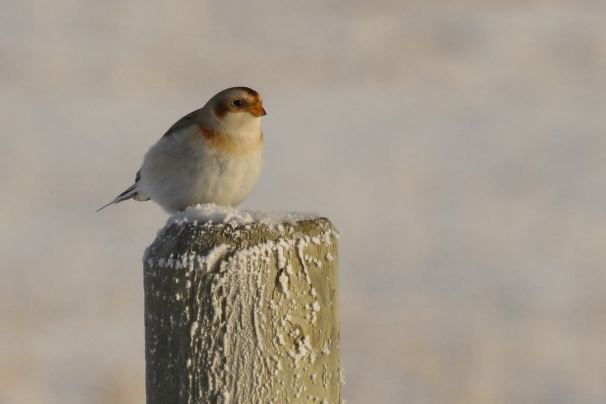 Snow Bunting - ML646457518