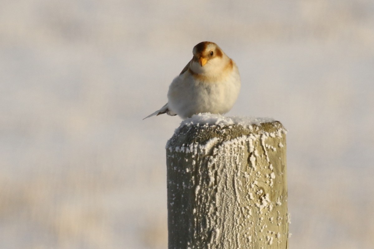 Snow Bunting - ML646457521