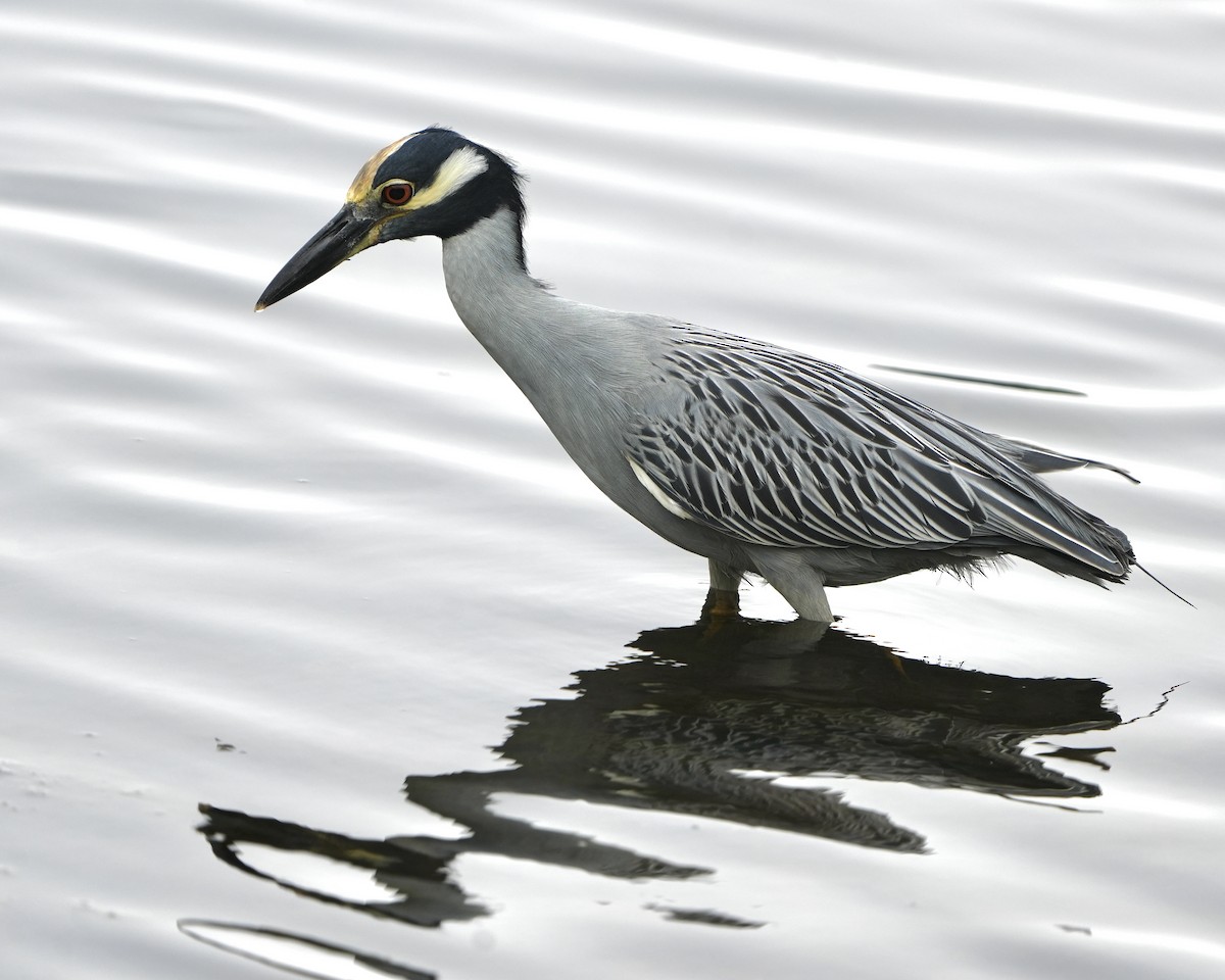 Yellow-crowned Night Heron - ML646457523