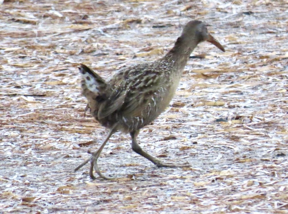 Clapper Rail - ML646457524