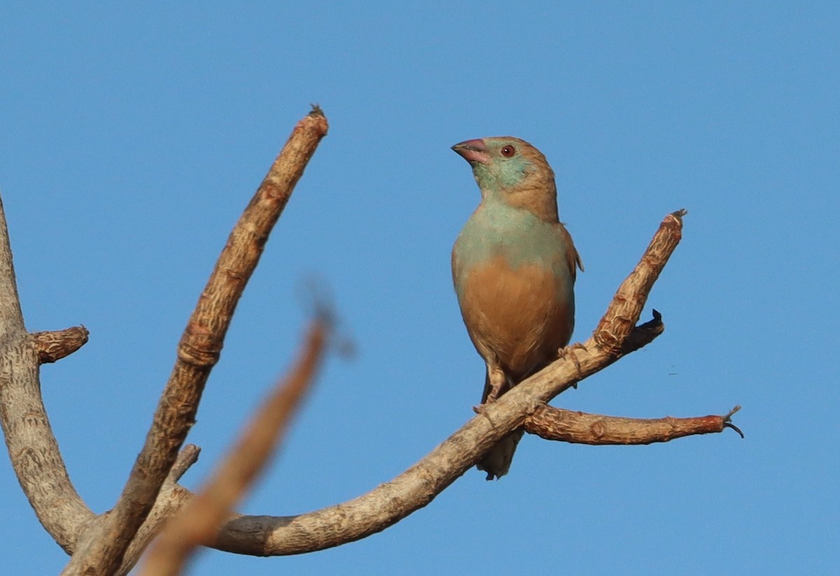 Red-cheeked Cordonbleu - ML646457525