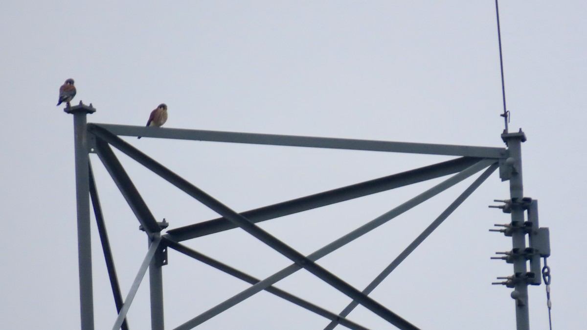 American Kestrel - ML646457527
