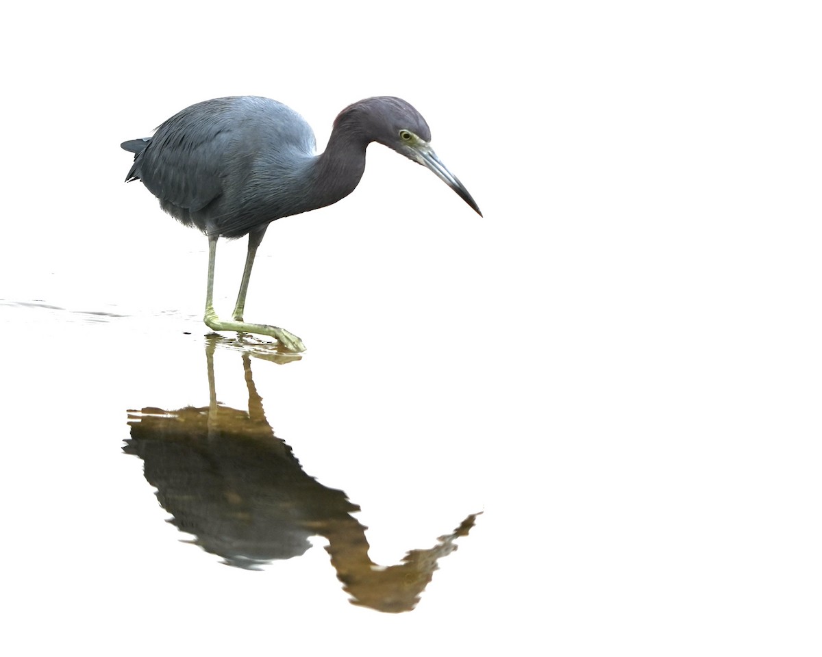 Little Blue Heron - ML646457528
