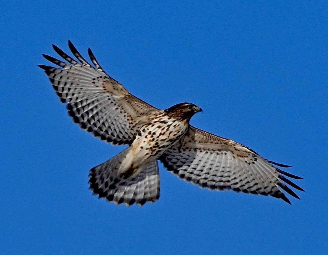 Red-shouldered Hawk - ML646457529