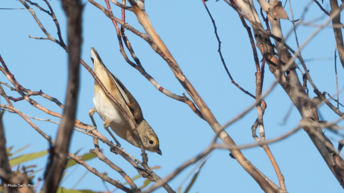 Striated Pardalote - ML646457530