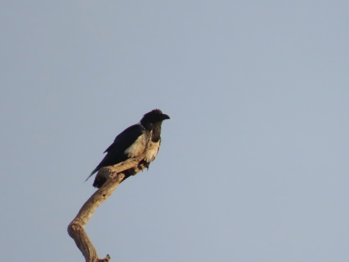 Pied Crow - ML646457531