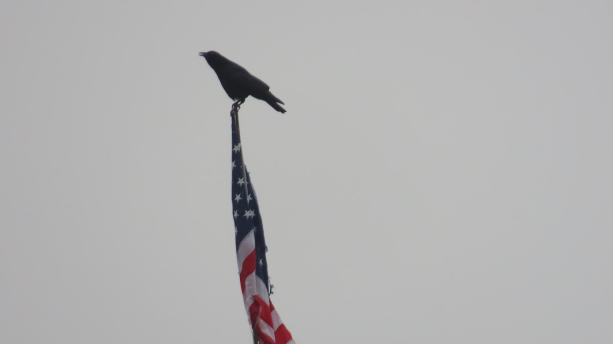 American Crow - ML646457532