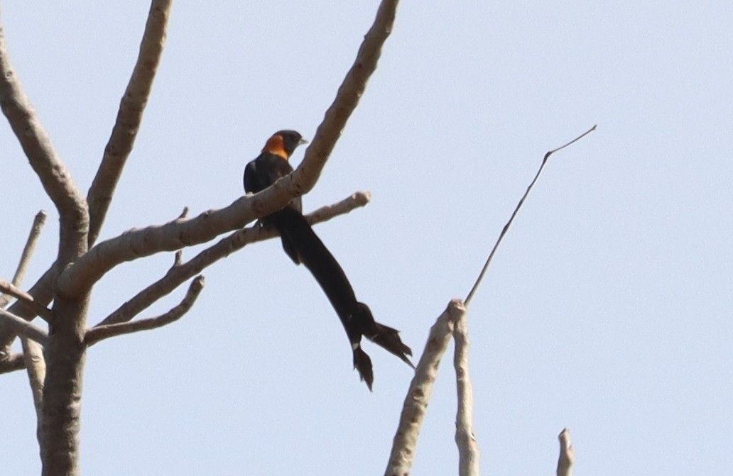Sahel Paradise-Whydah - ML646457533