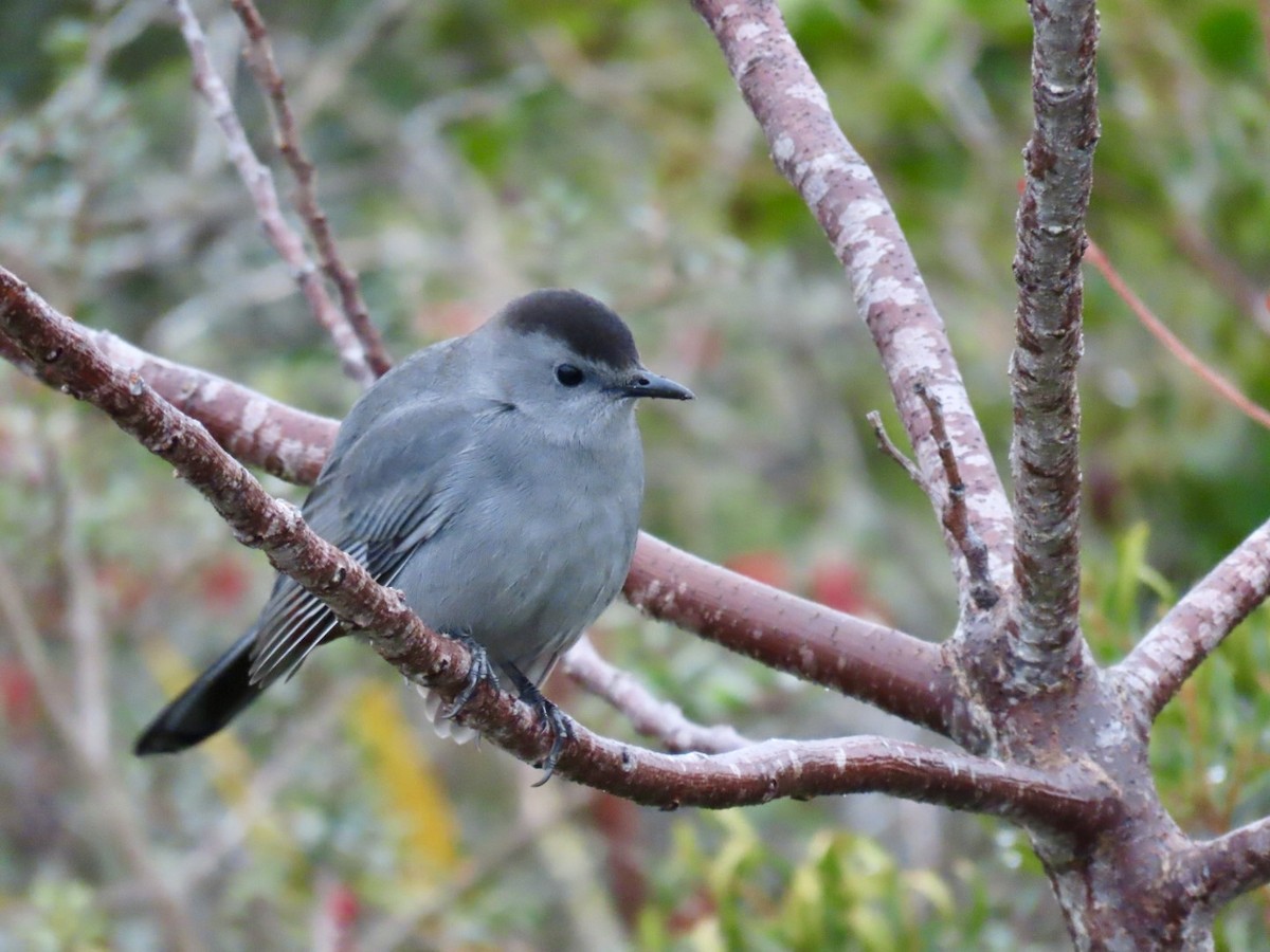 Gray Catbird - ML646457534