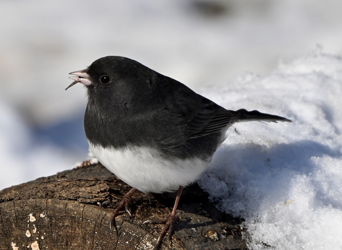 Dark-eyed Junco - ML646457535