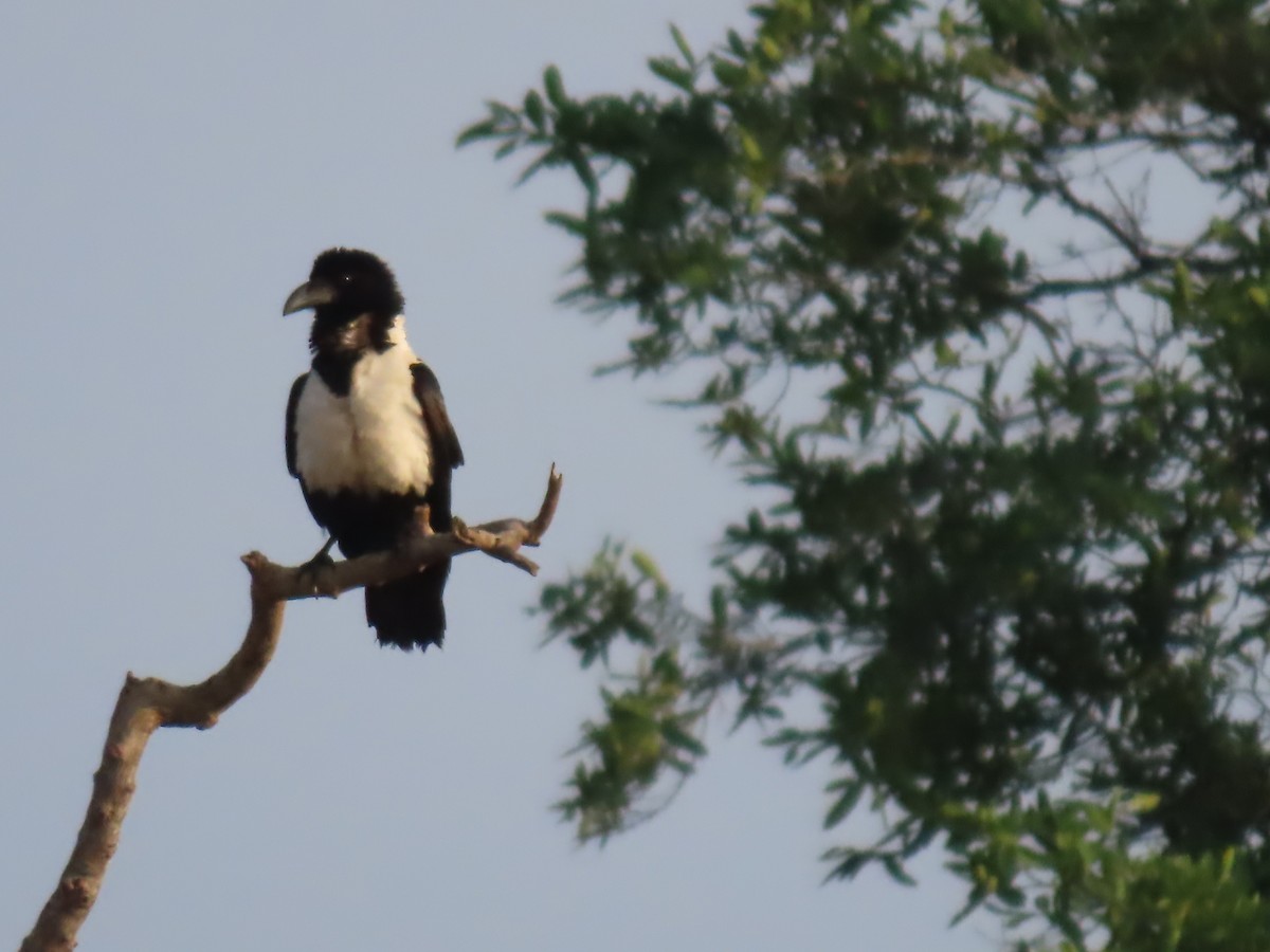 Pied Crow - ML646457536