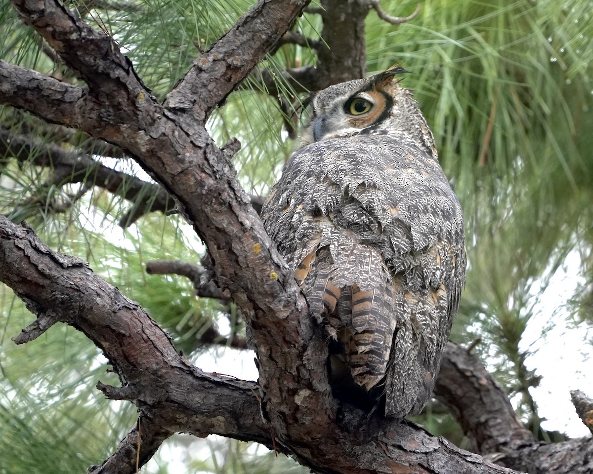 Great Horned Owl - ML646457537