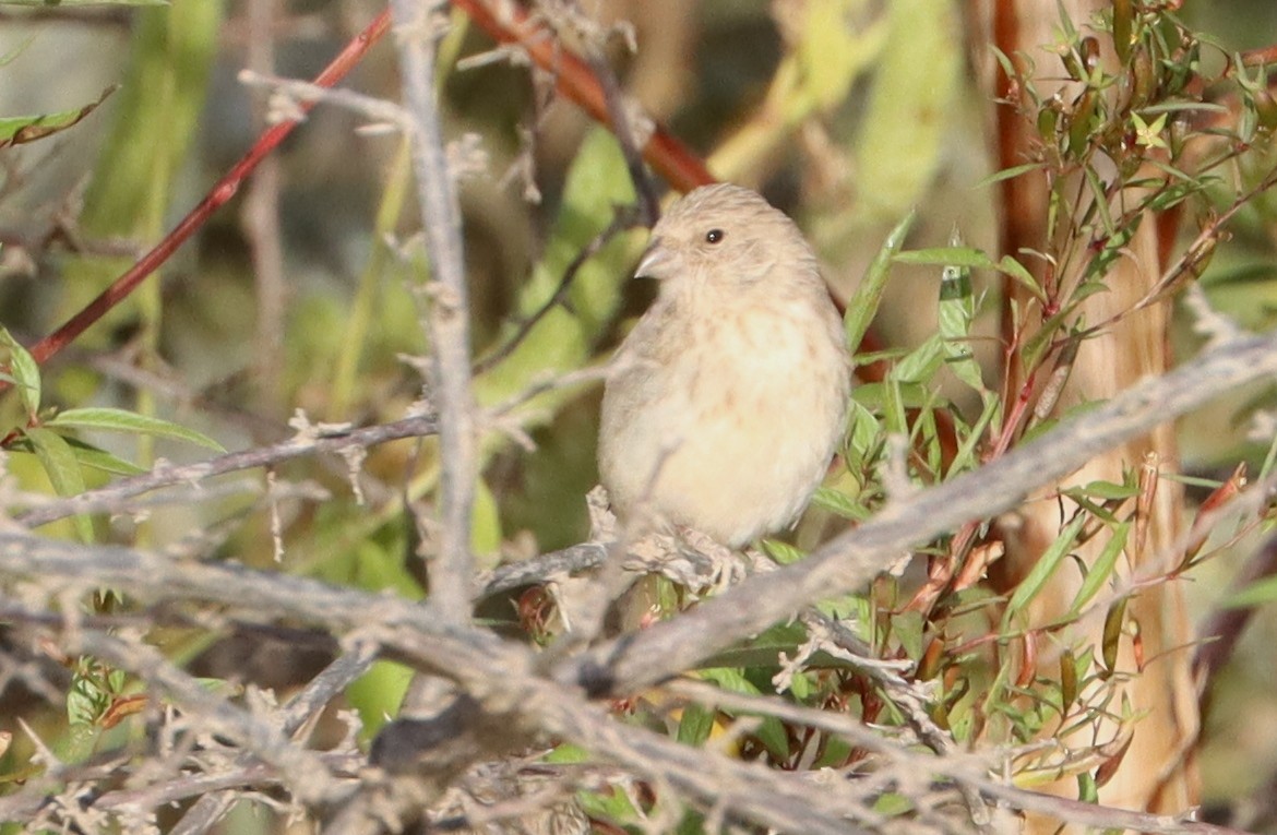 White-rumped Seedeater - ML646457541