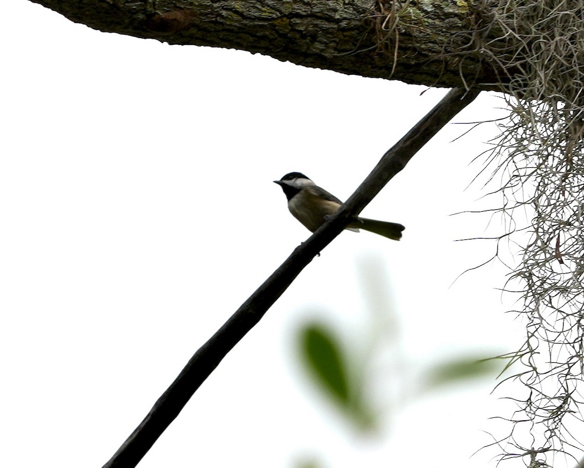 Karolina Baştankarası - ML646457550