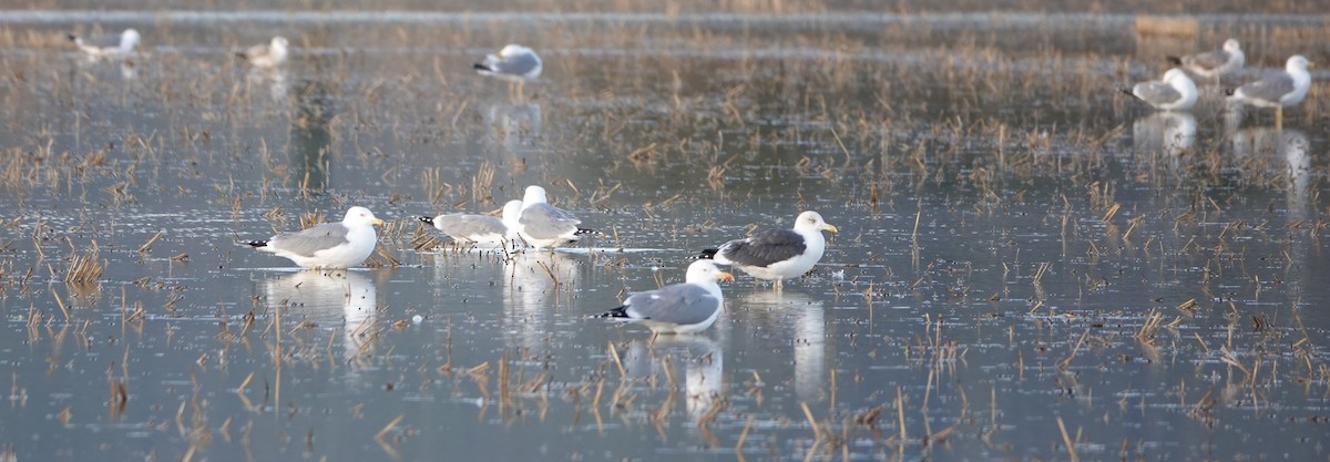 Lesser Black-backed Gull - ML646457551