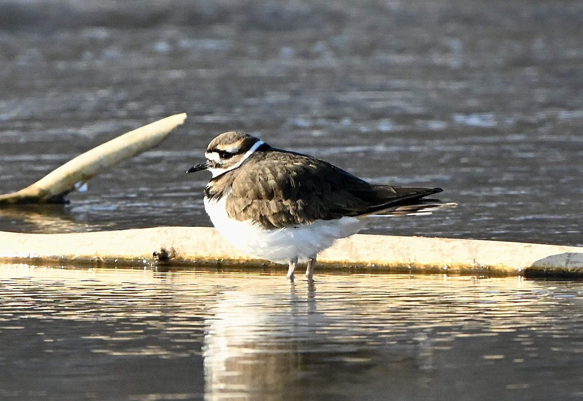 Killdeer - ML646457552