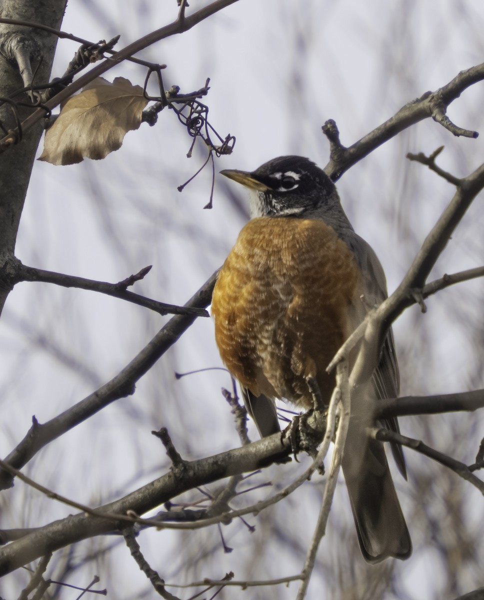American Robin - ML646457565