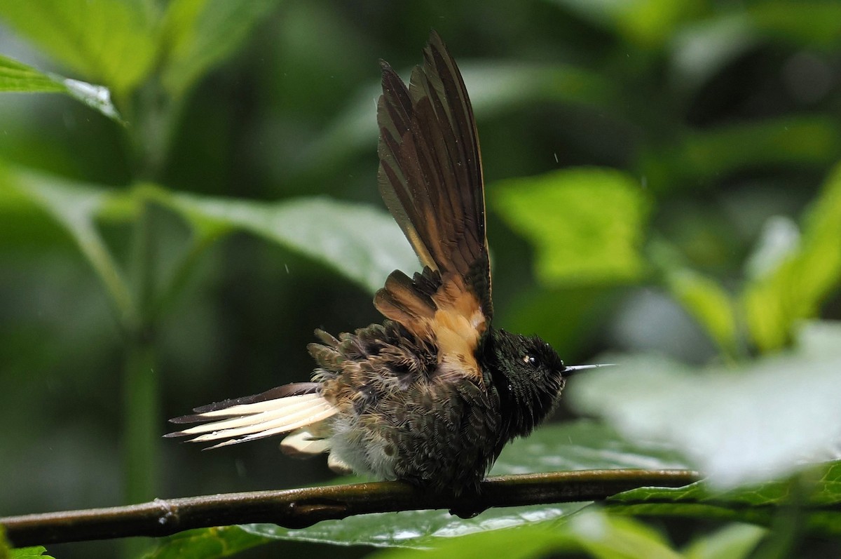 Buff-tailed Coronet - ML646457574