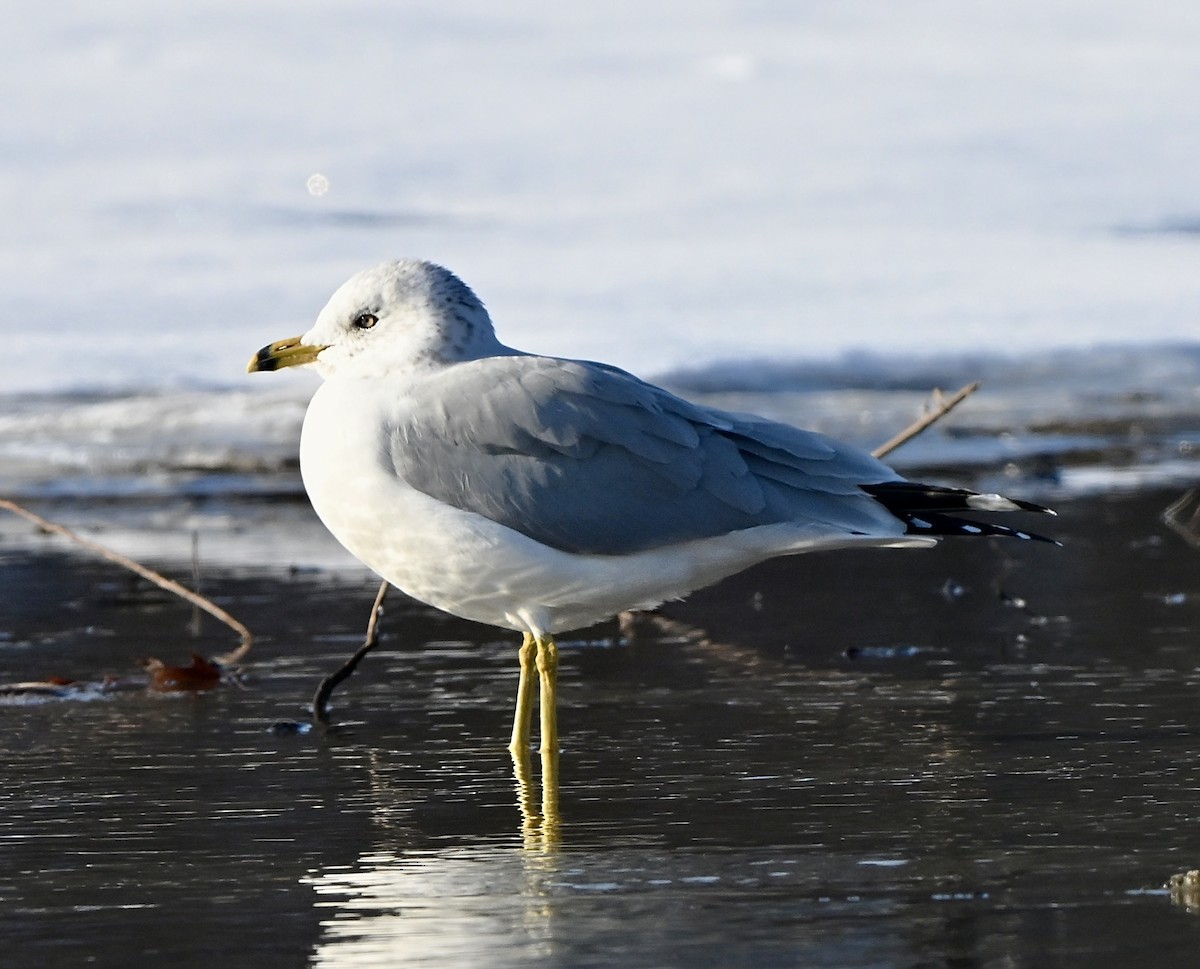 クロワカモメ - ML646457575