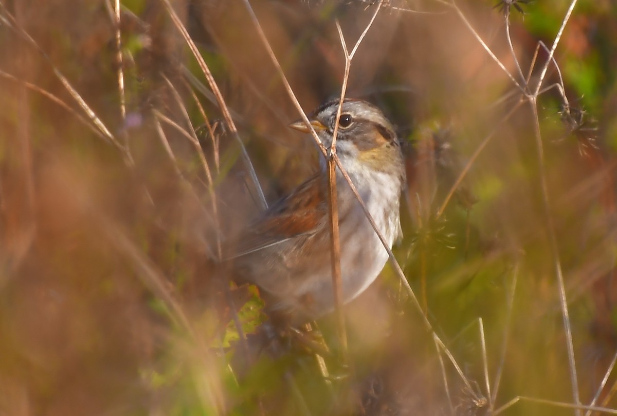 Swamp Sparrow - ML646457578