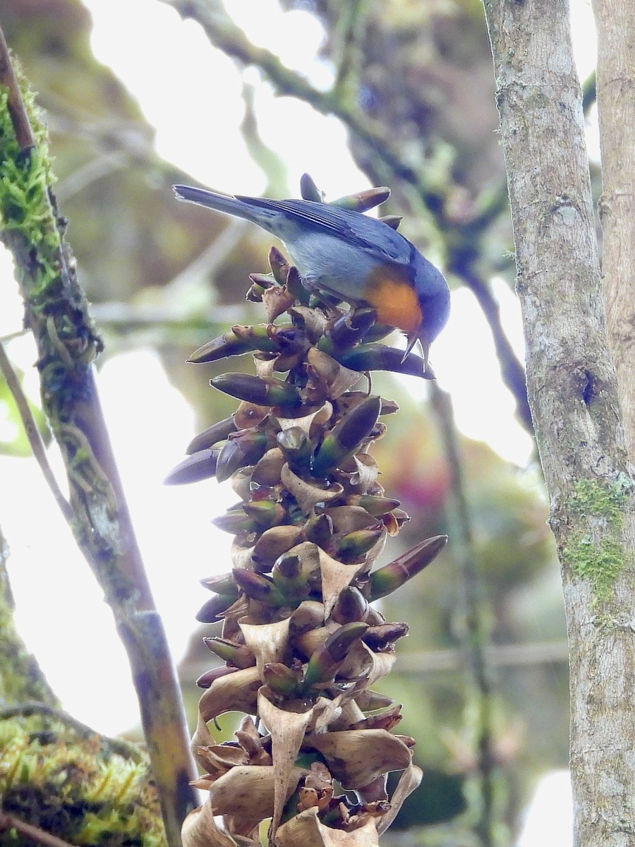 Flame-throated Warbler - ML646457580