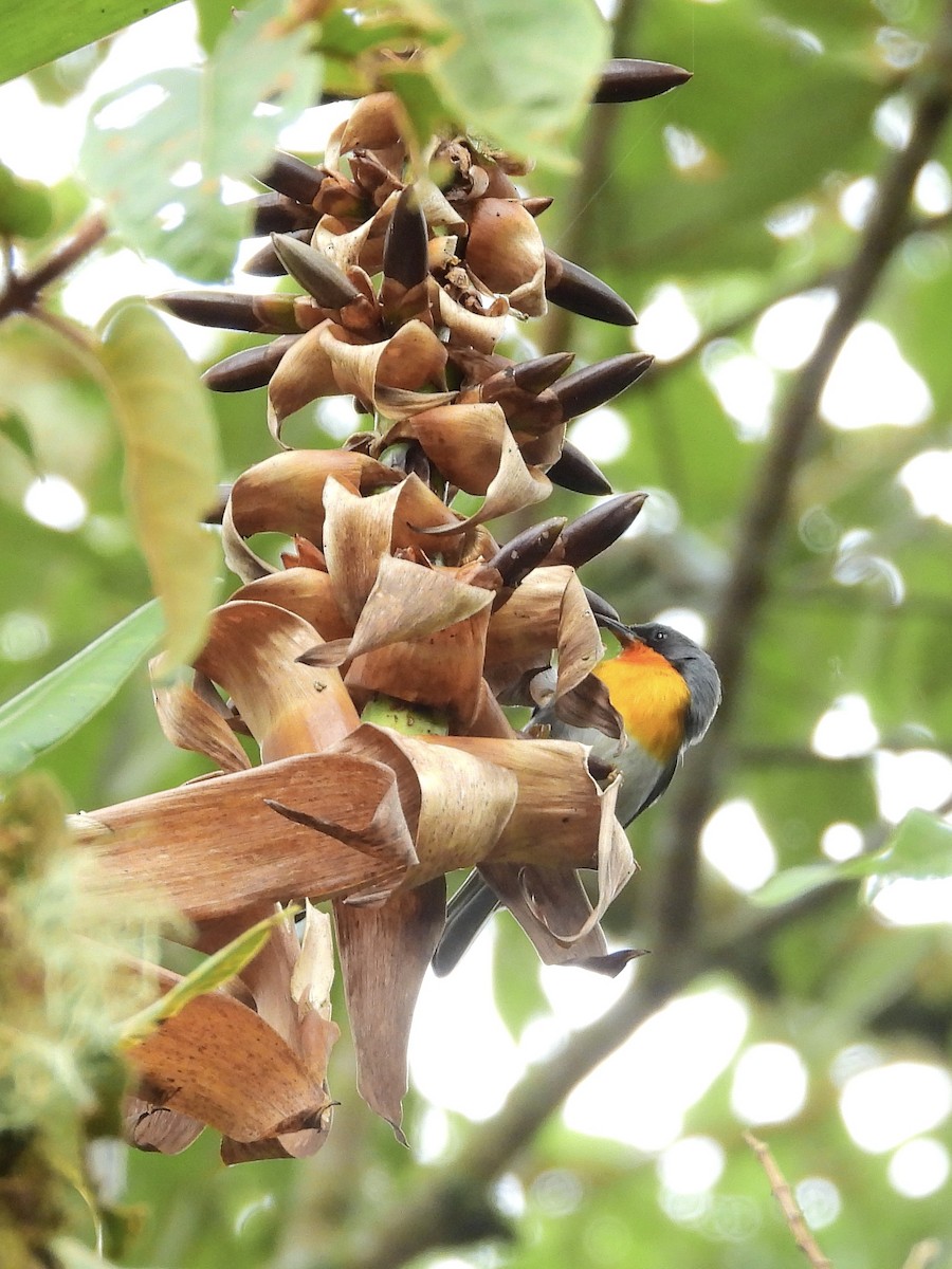 Flame-throated Warbler - ML646457581