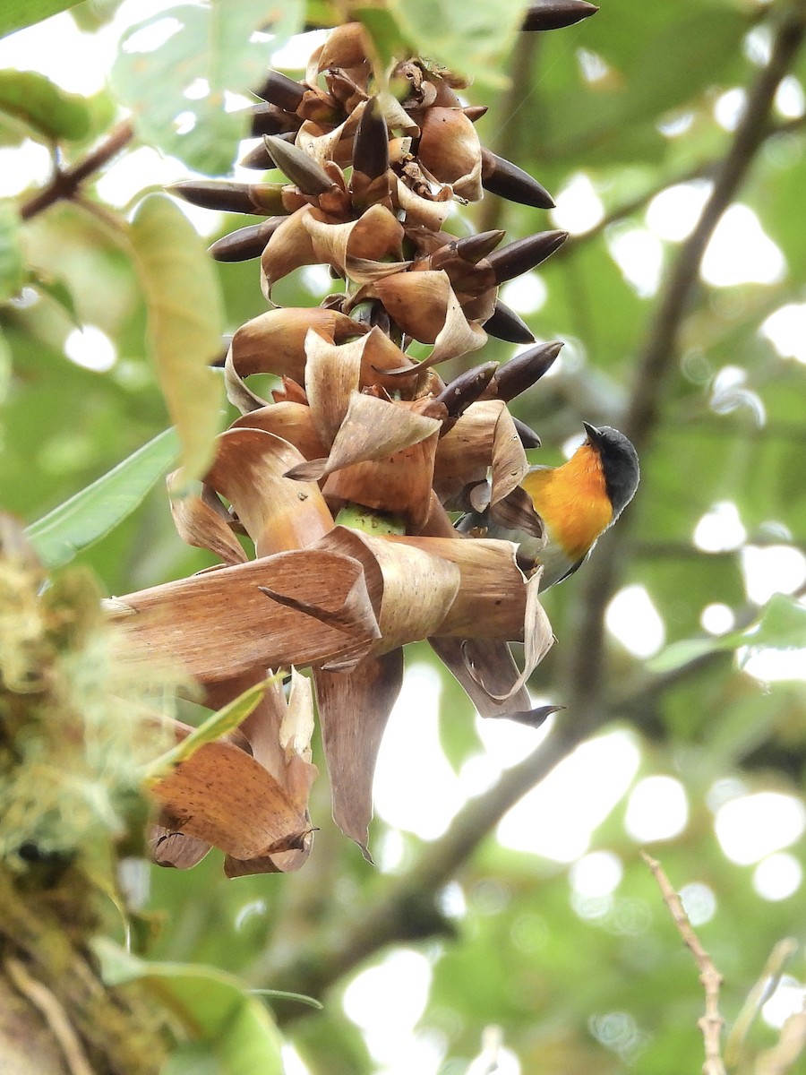 Flame-throated Warbler - ML646457582
