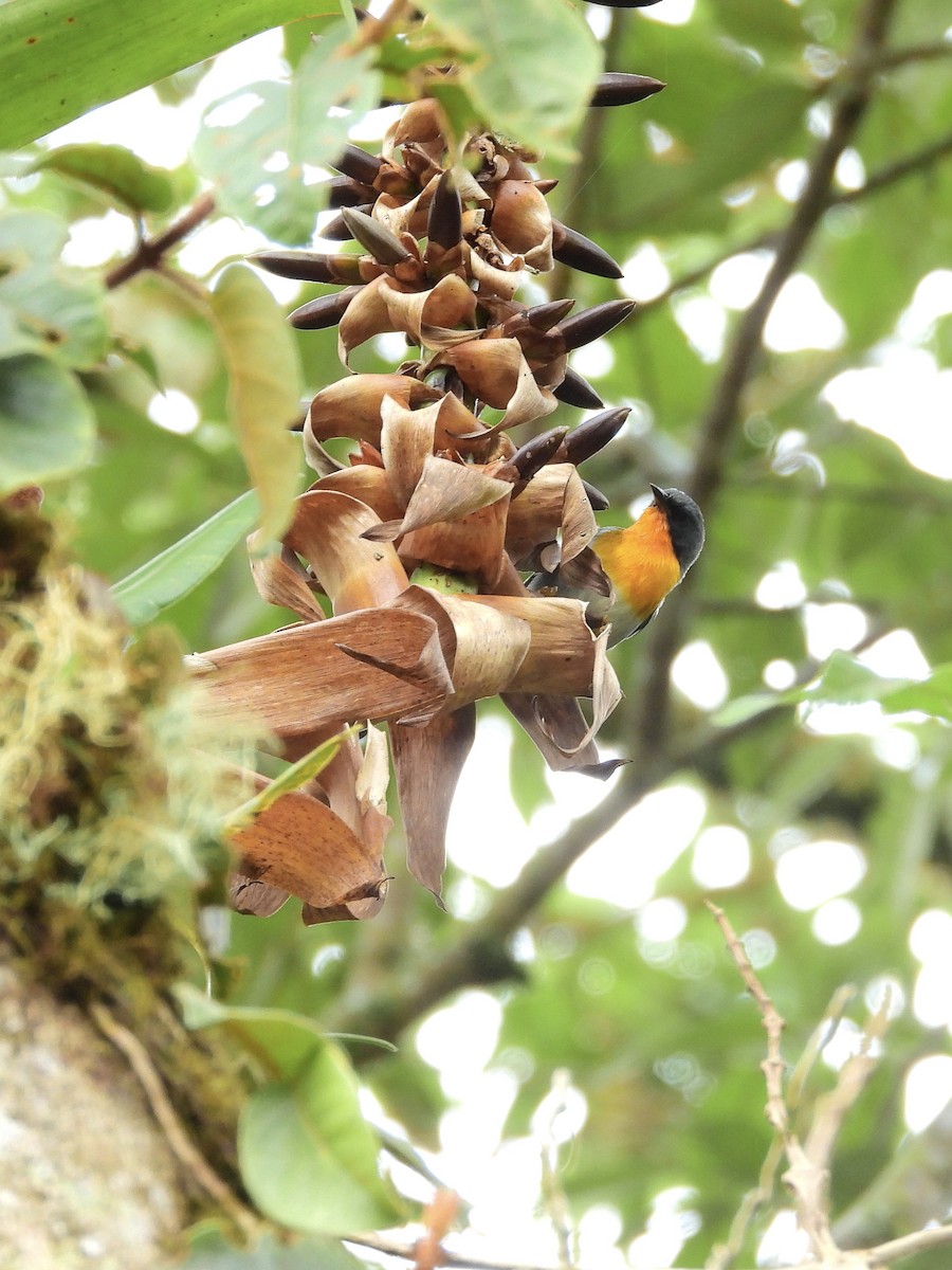 Flame-throated Warbler - ML646457583