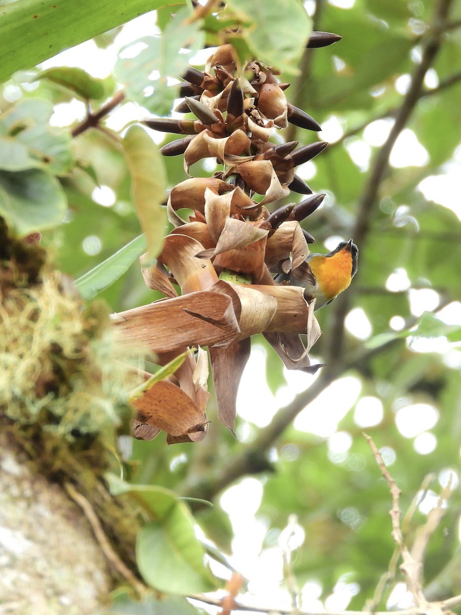 Flame-throated Warbler - ML646457584