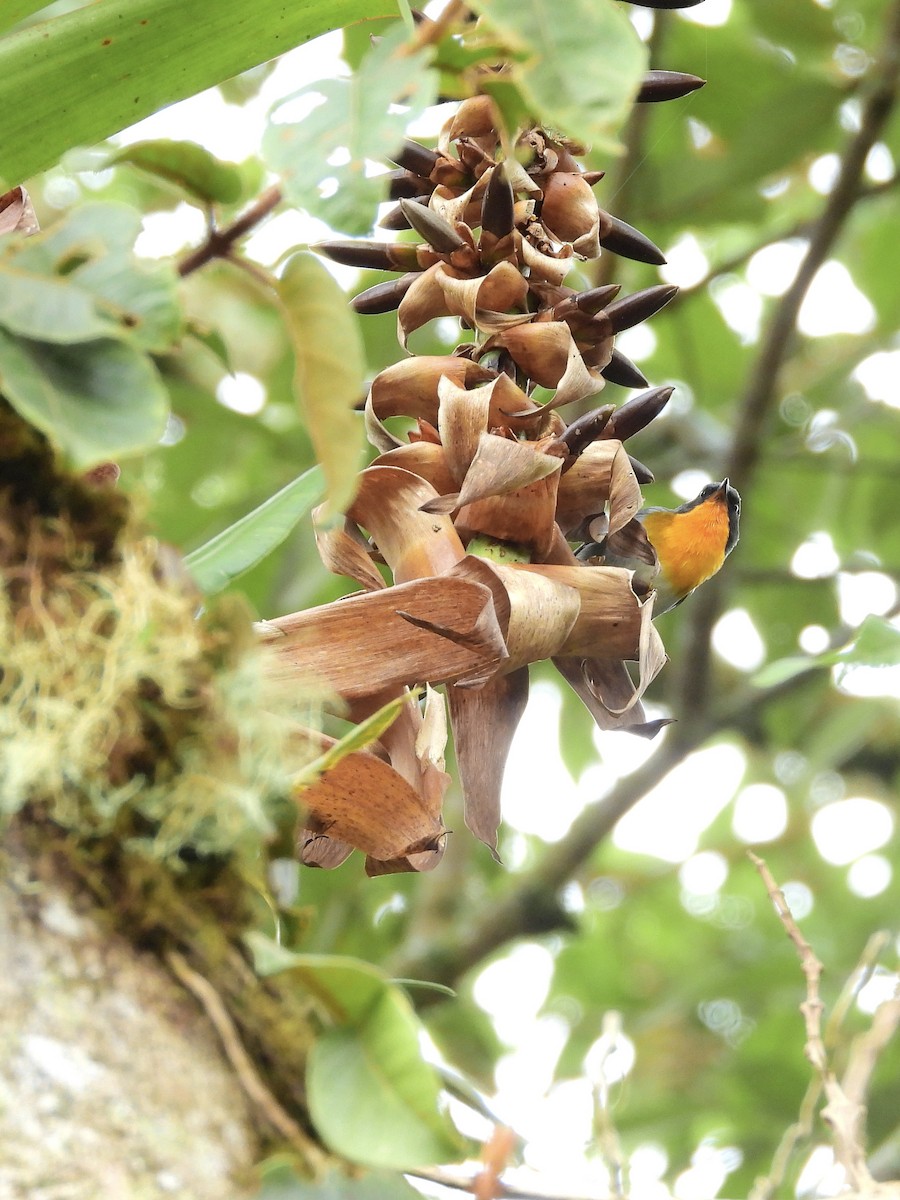 Flame-throated Warbler - ML646457585