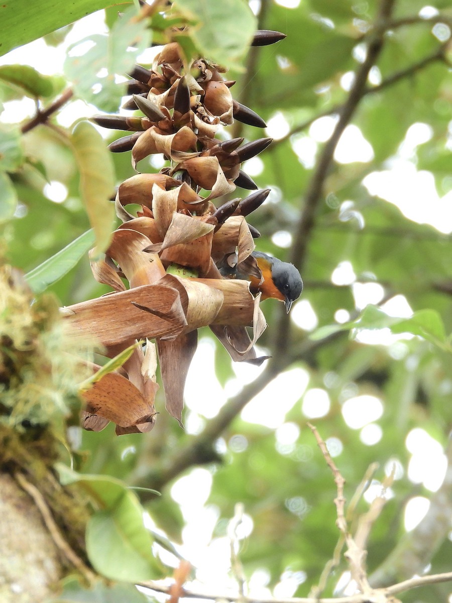 Flame-throated Warbler - ML646457586