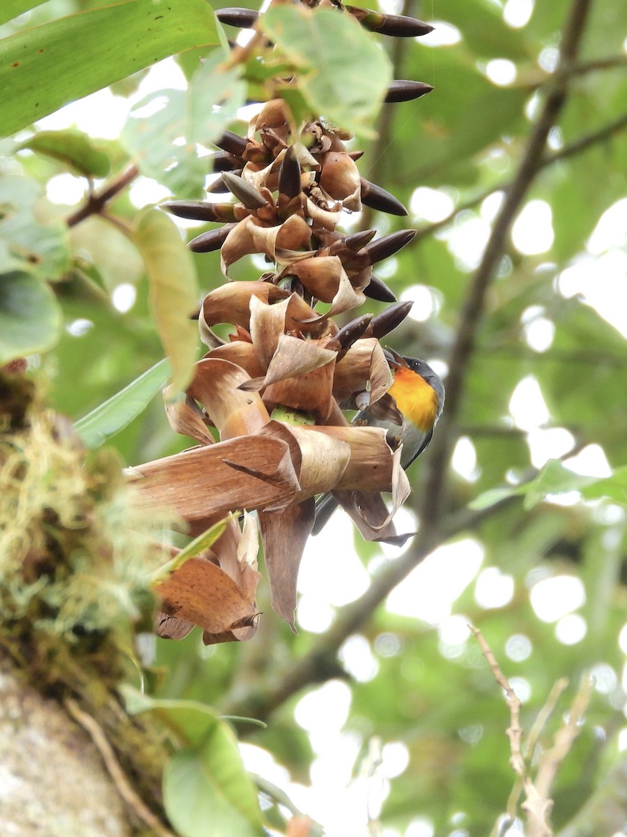 Flame-throated Warbler - ML646457587