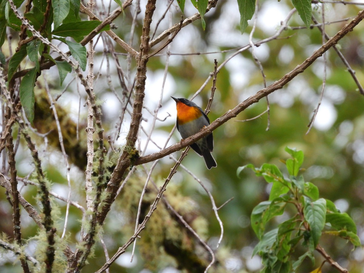 Flame-throated Warbler - ML646457588
